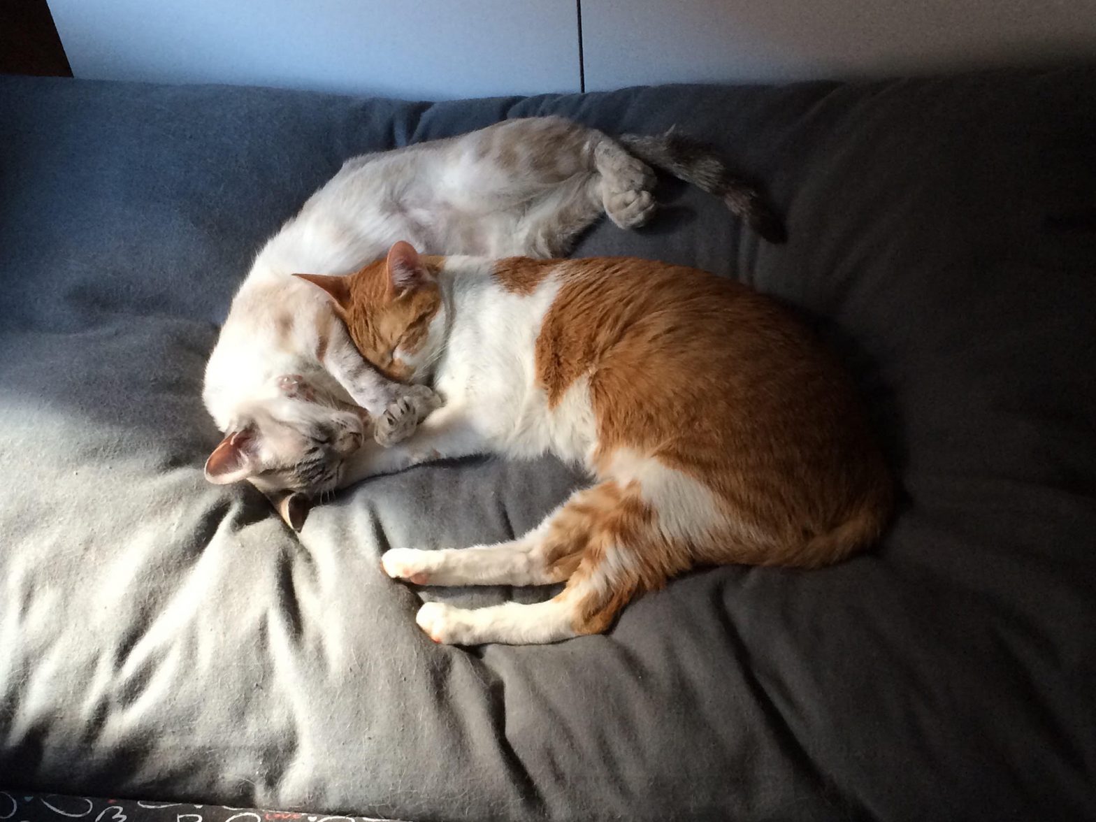 Patxi e Ishi, la historia de mis gatos